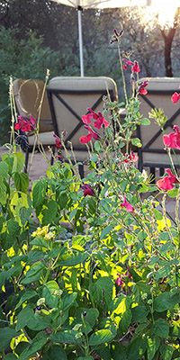Patio chairs near bumble bee garden with red flowers.